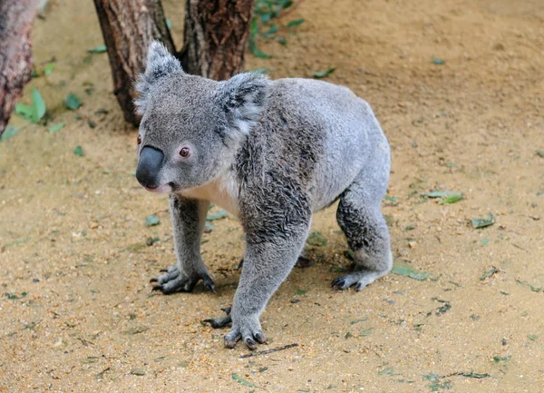 Awake Koala Bear Crawling Floor Nsw Australia — 스톡 사진