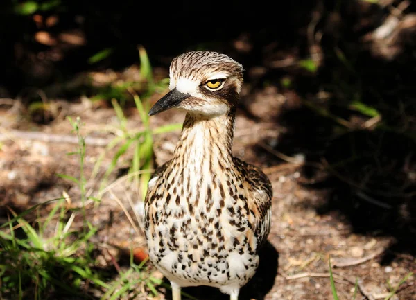 Close Bush Stone Curlew Bird Tropical Great Keppel Island Queensland — Fotografia de Stock
