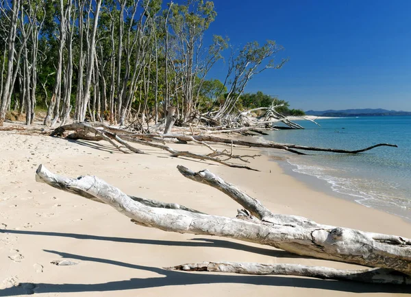 Knobby Trunks Wonderful White Sand Putney Beach Tropical Great Keppel — Foto de Stock