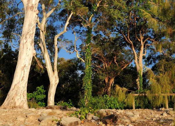 Trunks Australian Eucalyptus Trees Noosa Heads National Park Queensland Australia — Stockfoto