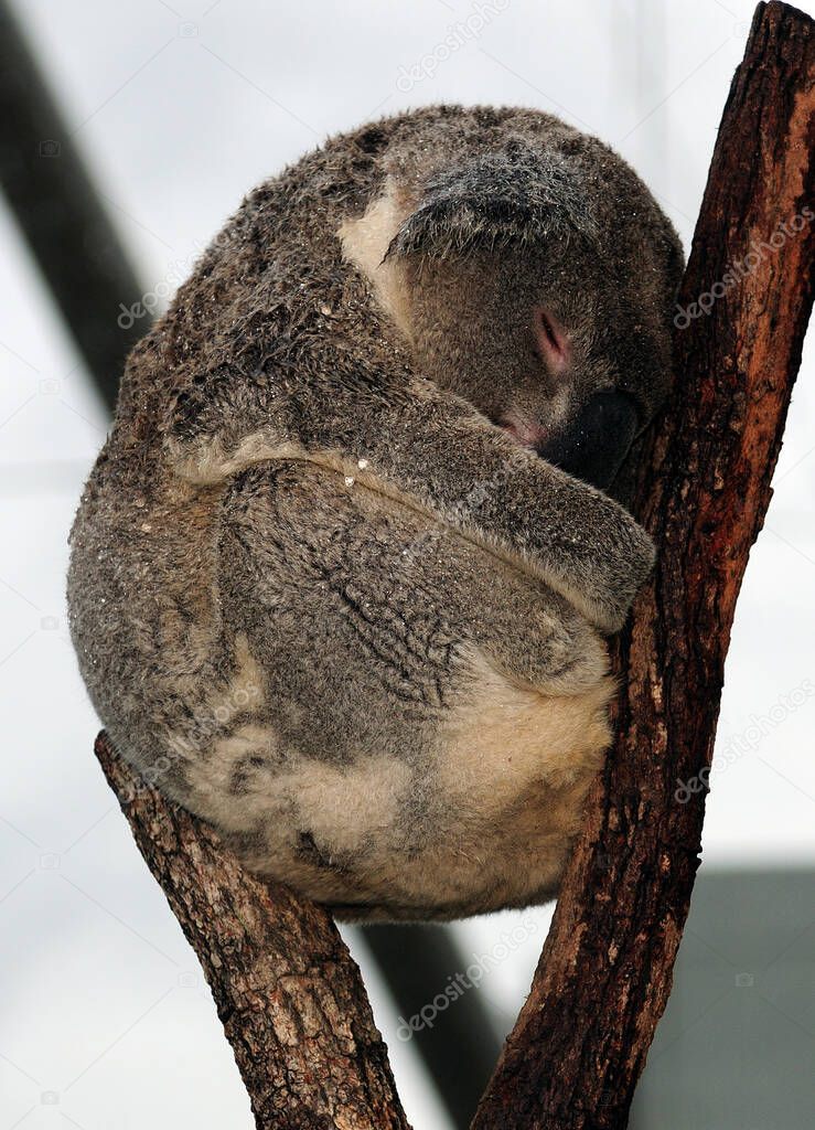 Cute Koala Bear Curled Up Between Two Trunks NSW Australia