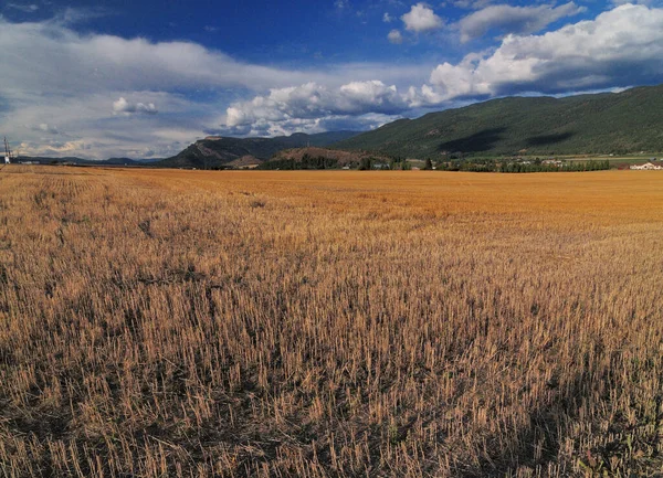 Campo Grãos Brilhante Dourado Perto Enderby Canadá — Fotografia de Stock