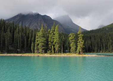 Maligne Jasper Ulusal Parkı 'ndaki Sedir Ağaçları Grubu