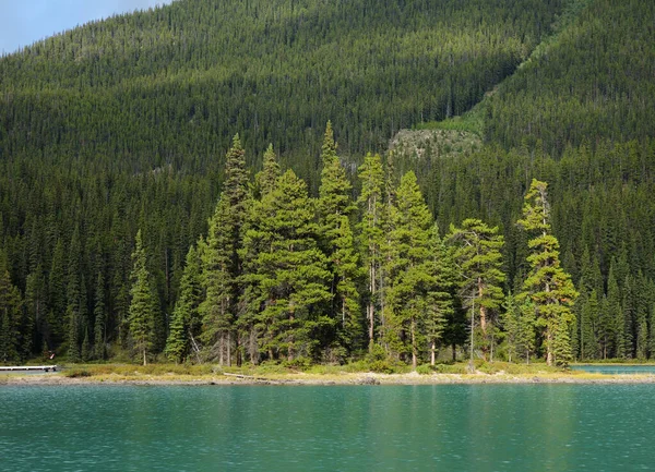 Μικρή Ομάδα Δέντρων Cedar Στη Λίμνη Maligne Jasper Εθνικό Πάρκο — Φωτογραφία Αρχείου