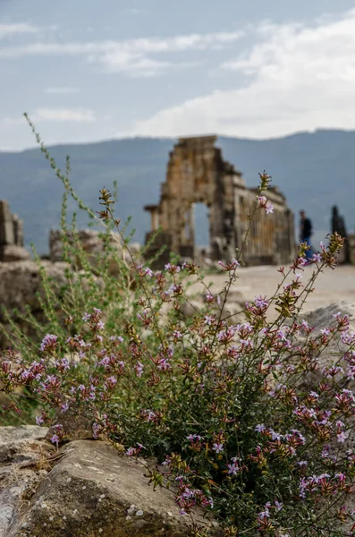 Pozůstatky Římské Baziliky Volubilis Světového Dědictví Unesco Poblíž Meknes Fez — Stock fotografie