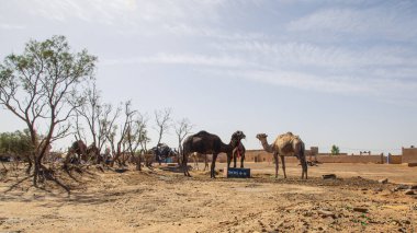 deve gökyüzü ve kum