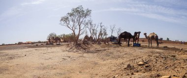 deve gökyüzü ve kum