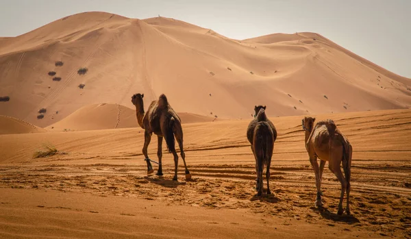 Kamelhimmel Und Sand — Stockfoto