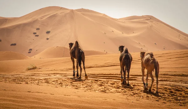 Kamelhimmel Und Sand — Stockfoto