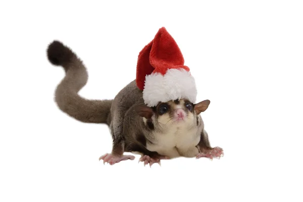 Ardilla voladora con pequeño sombrero de Santa Claus . — Foto de Stock