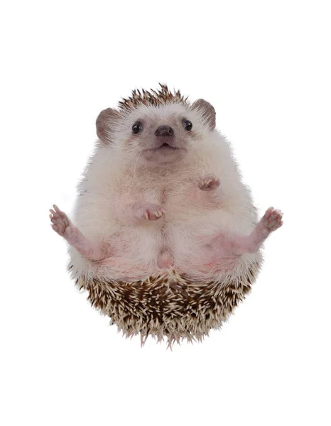 Small hedgehog upturned . — Stock Photo, Image