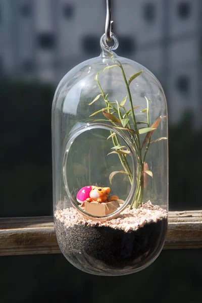 Небольшой сад в стеклянном контейнере . — стоковое фото