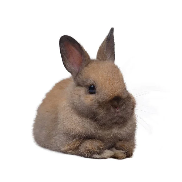 Hollanda cüce tavşanı. — Stok fotoğraf