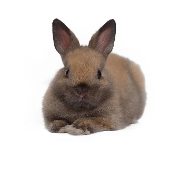 Pequena anã marrom da planície . — Fotografia de Stock