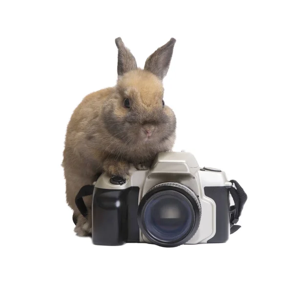 Tavşan ve kamera. — Stok fotoğraf