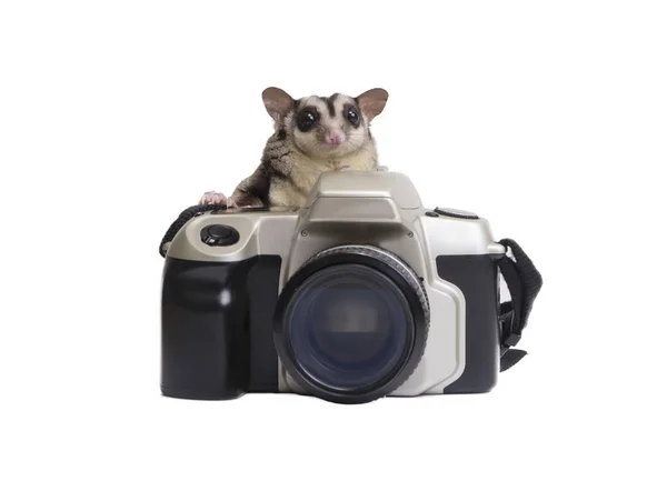 Sugarvglider and camera. — Stock Image Sugarvglider and camera. Royalty Free Stock Photos