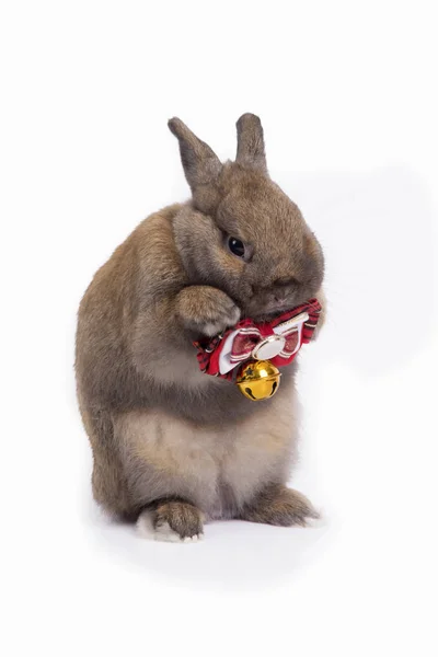 Lindo conejo enano marrón se viste corbata roja . — Foto de Stock