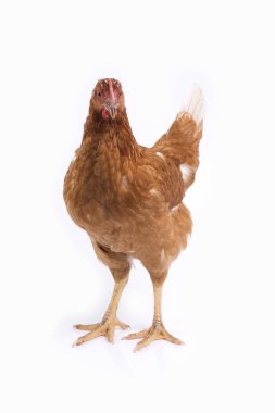 Beyaz arka plan üzerinde kahverengi tavuk duran.