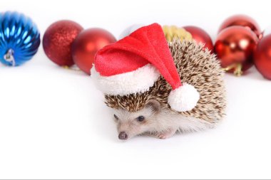 Kirpi Noel kutlaması.