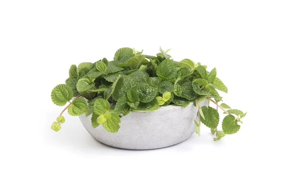 Green peppermint in flower pot. — Stock Photo, Image