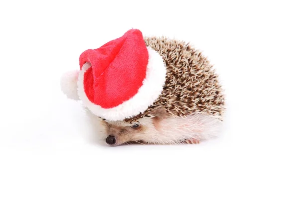 Pequeño erizo con sombrero rojo de Santa Claus . — Foto de Stock