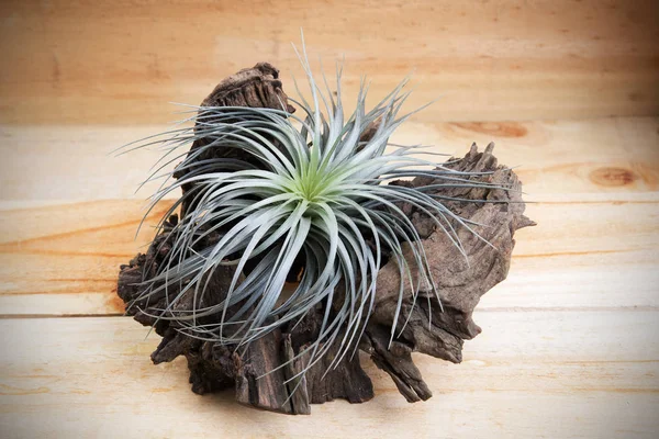 Ahşap arka plan üzerinde güdük ile tillandsia.