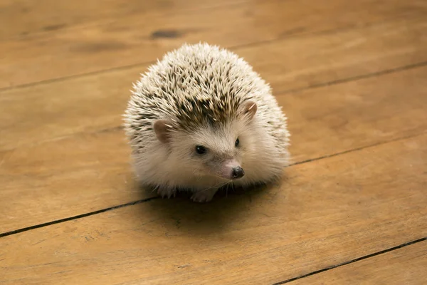 Pequeño erizo en el suelo de madera . — Foto de Stock