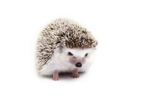 Kleiner Igel auf weißem Hintergrund. — Stockfoto