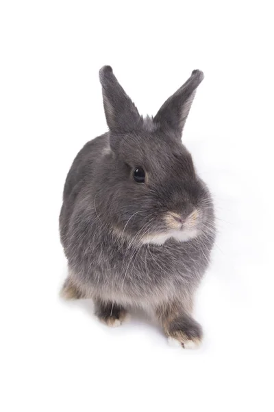 Gray cute rabbit standing on white background. — Stok fotoğraf