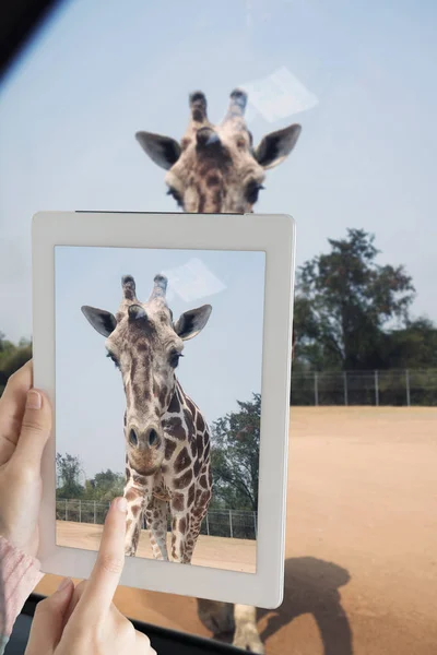 Tourist girl taking giraffe photo from car by computer tablet. — Stock Photo, Image