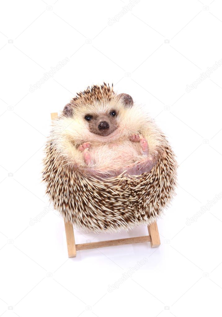 Little hedgehog sitting on beachchair.