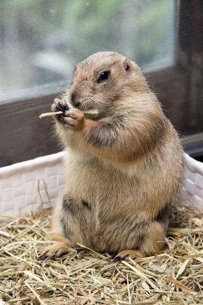 Pequeño perro de la pradera comiendo hierba en jaula abierta . — Foto de Stock