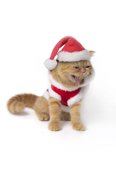 Escocés plegable gato usando rojo santa claus traje sentado y mostrar — Foto de Stock