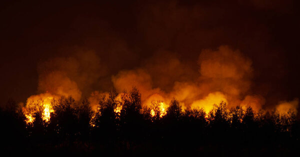 Fearsome forest fire is approaching at night.