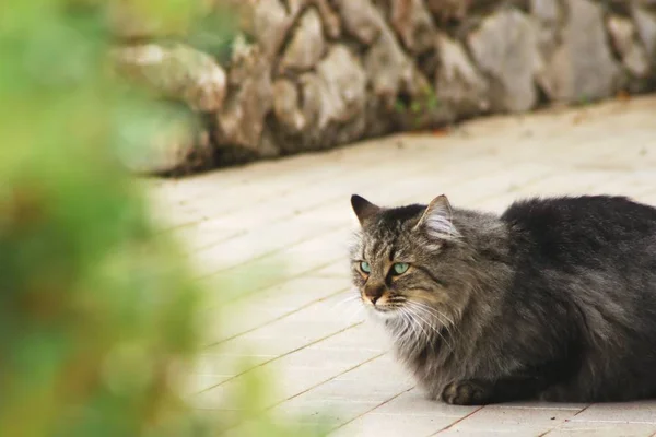 Långhåriga Grå Tabby Katt Som Ligger Golvet — Stockfoto