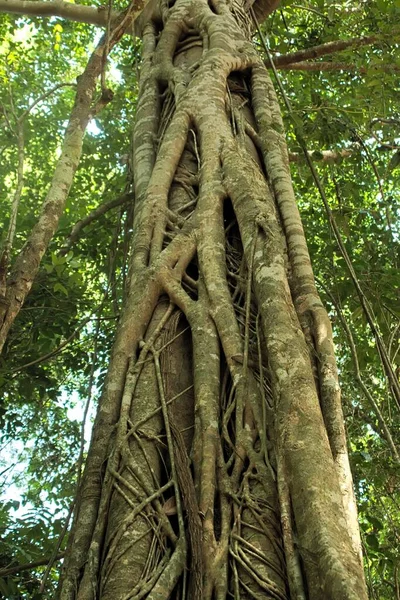 Überwucherte Wurzeln Würgen Einen Baum Dschungel Bei Siem Reap Kambodscha — Stockfoto