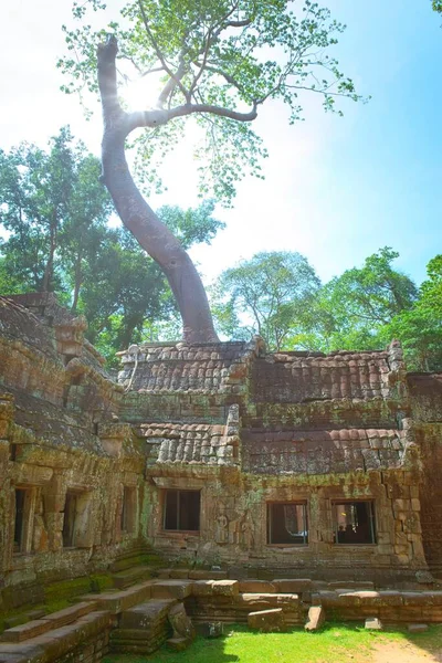 Huge tree growing out of Ta Prohm temple ruins, located in the Angkor Wat complex near Siem Reap, Cambodia.