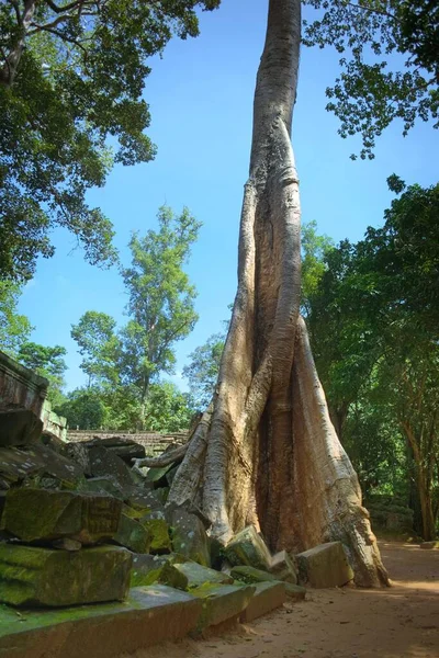 Величезне Дерево Росте Над Руїнами Храму Тапром Комплексі Ангкор Ват — стокове фото