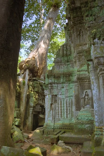 Enorme Árbol Que Crece Sobre Una Puerta Piedra Patio Interior —  Fotos de Stock