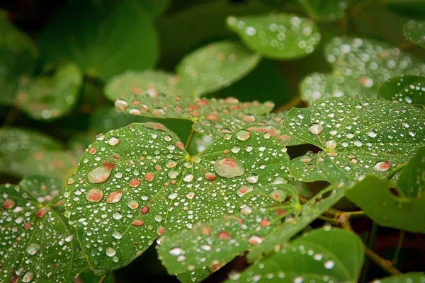 Блестящие Капли Зеленых Листьях После Короткого Летнего Дождя — стоковое фото