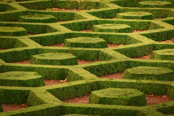 Green, manicured privets in hexagonal patterns at an ornamental garden. — Stock Image Green Manicured Privets Hexagonal Patterns Ornamental Garden Stock Photo