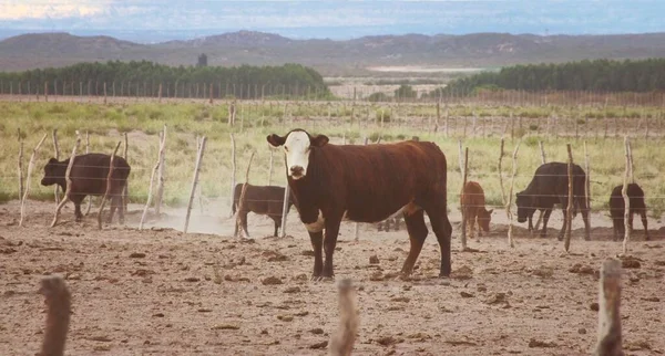 Cows and calves grazing an arid field in Mendoza, Argentina.