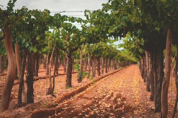 Vinná Réva Vinici Mendozě Argentině Vinařský Průmysl Zemědělské Zázemí — Stock fotografie