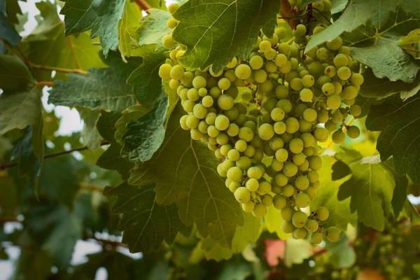 Uvas Verdes Não Maduras Penduradas Vinha Uma Propriedade Vinícola Mendoza — Fotografia de Stock