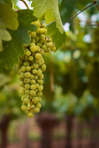 Raisins Verts Non Mûrs Suspendus Vigne Dans Domaine Viticole Mendoza — Photo