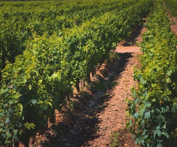 Řady Vinic Vinařském Pozemku Mendozě Argentině Vinařský Průmysl Zemědělské Zázemí — Stock fotografie