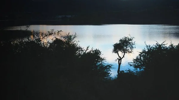 Одинокий Силуэт Колючего Дерева Фоне Светлого Неба Над Озером Потреро — стоковое фото