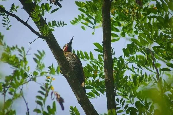 Pájaro Carpintero Barras Verdes Colaptes Melanochloros Encaramado Una Rama Bosque — Foto de Stock