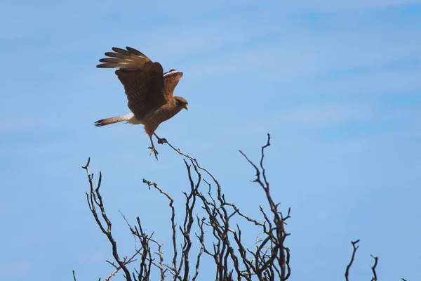 Chimango Caracara Phalcoboenus Chimango Een Middelgrote Roofvogel Afkomstig Uit Zuidelijke — Stockfoto