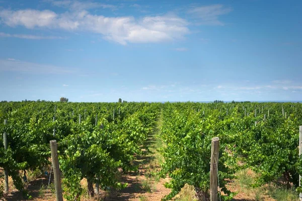 Řady Vinic Vinařském Pozemku Mendozě Argentině Zemědělská Činnost Vinařské Zázemí — Stock fotografie
